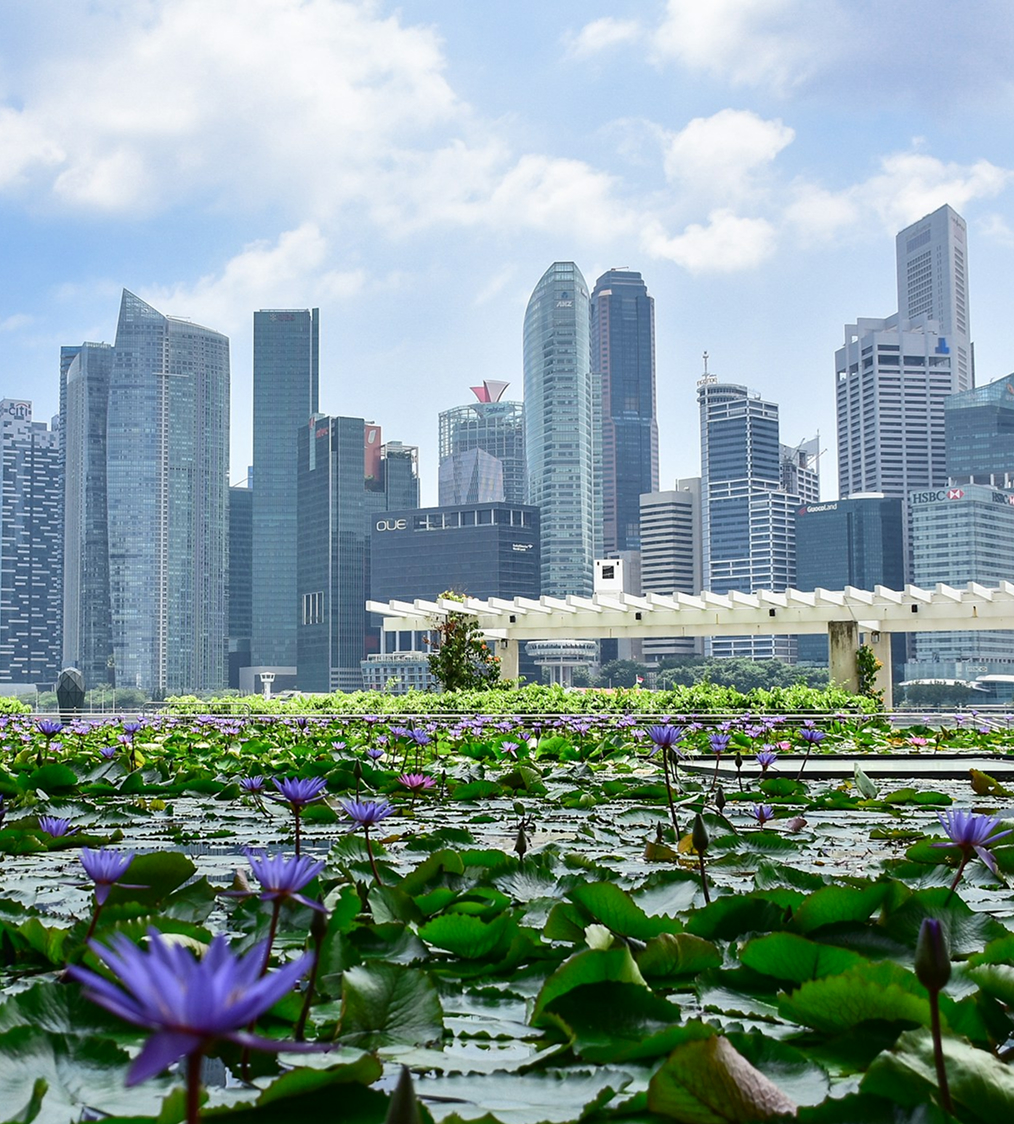 Purple water lilies and green lily pads in a pond with a city skyline of tall modern buildings under a partly cloudy sky.